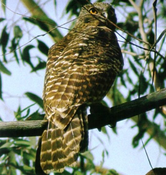 The voice of Powerful Owl preys on possums and other small mammals.