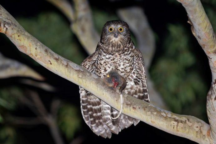 Till now, this is the only bird that has been known to kill a human being. So that’s why this is called Powerful Owl due to its strength.