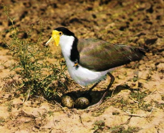 The strident staccato chatter of Masked Lapwings (Vanellus miles) is a familiar warning signal in the eastern Australian marshes and wet pastures.