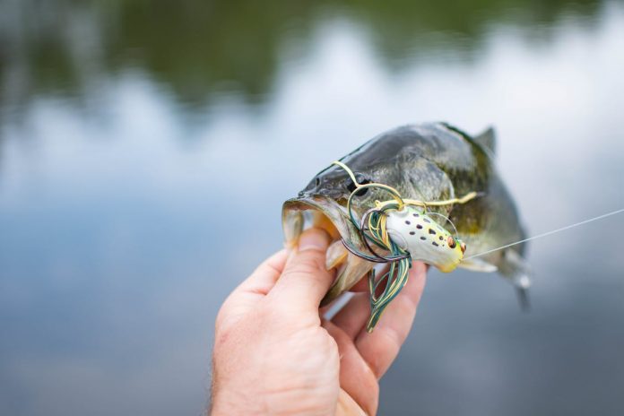 When you're about to go bass fishing, you surely want to know the main things you must know for catching this particular fish.