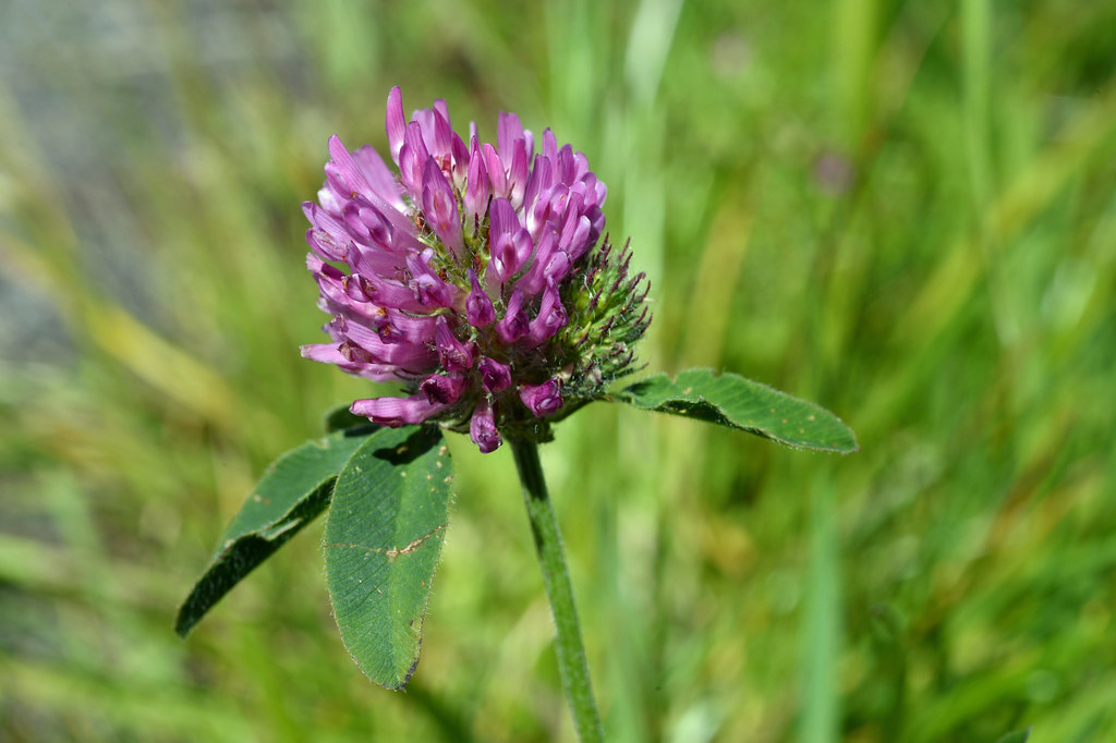 Like many clustery flowers, Red Clover-Trifolium Pratense makes an exceptional home to tiny insects that will crawl out once the plant had been disturbed.