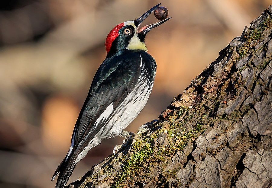 Acorn Woodpecker call is chattering, laughing include squeaky ik-a,i k-a, ik-a contact notes, mocking yak-a, wak-a or wick-a, nasal waaayk,