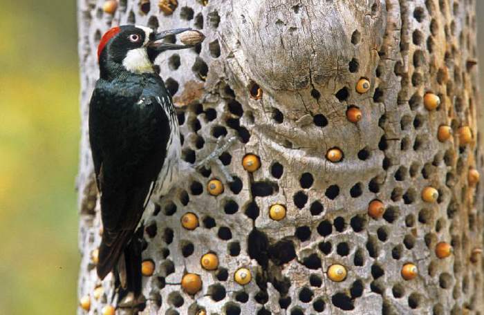 Adult female nominate at a granary. Such stores contain hundreds of acorns.