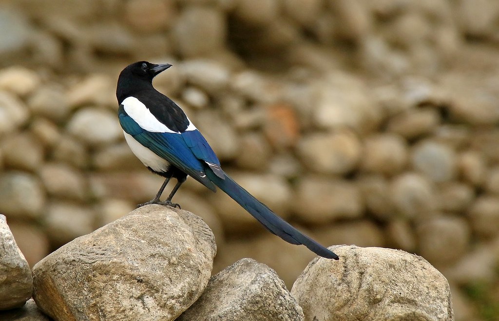 The large size Black-billed Magpie is abundant in the north-western quarter of the continent, from Alaska to the interior United States.