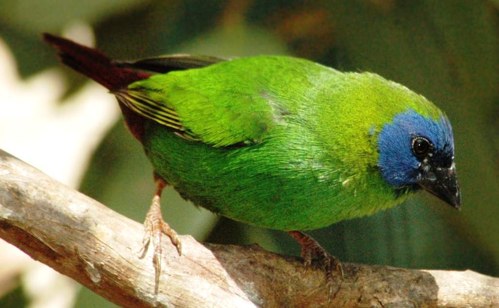 The Blue-faced Finch call is a short, high-pitched single reedy chirp; that is communication and identity call is a low trill.