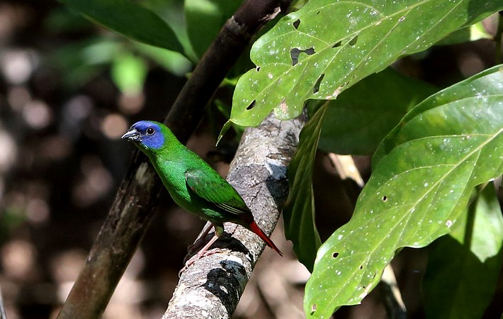 Blue-faced Finch (Erythrura trichroa) is no more than an outlier.