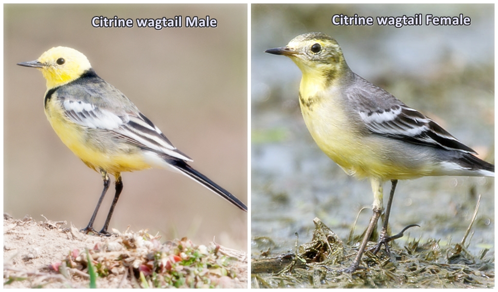 Citrine Wagtale Male / Citrine Wagtail Female
