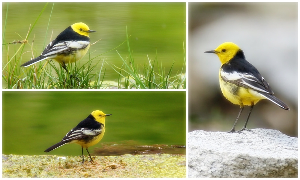 Citrine wagtail Identification and Call resembles that of Yellow Wagtail, but, compared with NW European races, is a distinctly louder, slightly shorter, more rasping, slurred ‘dzreeip’ or ‘tzreep’