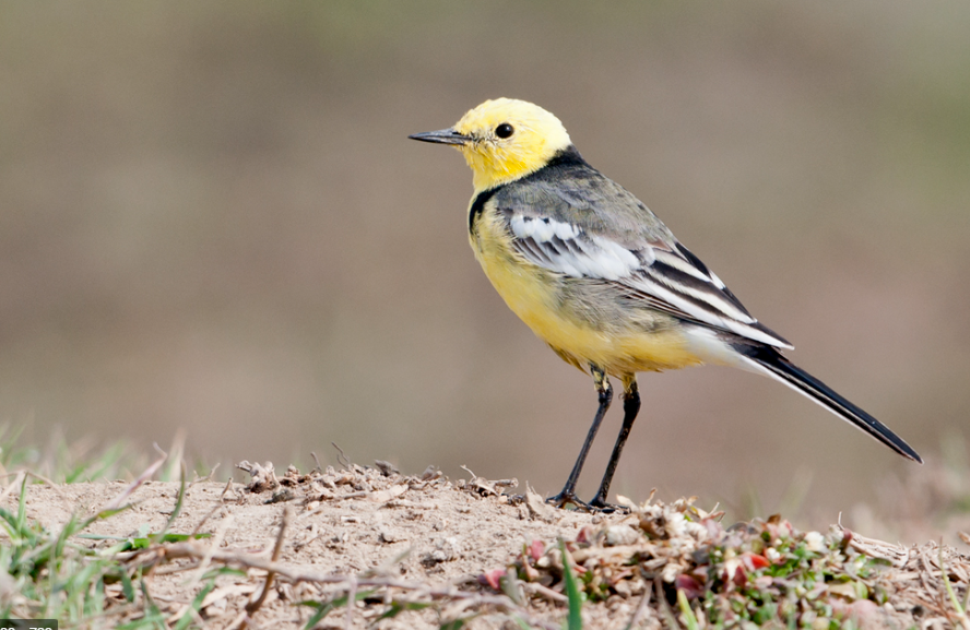 Citrine wagtail Identification and Call