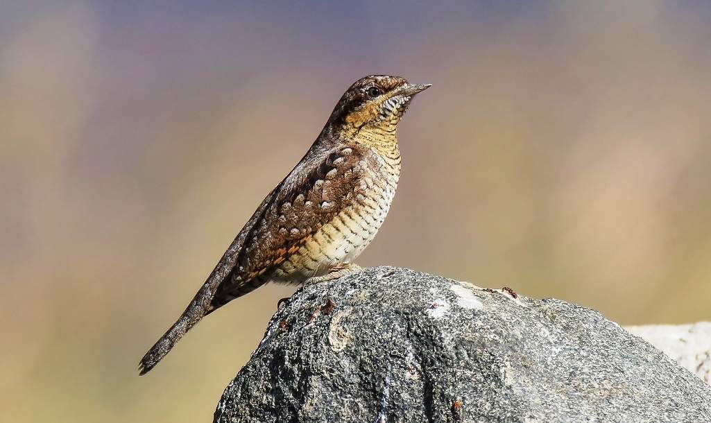 Facts of Eurasian Wryneck 