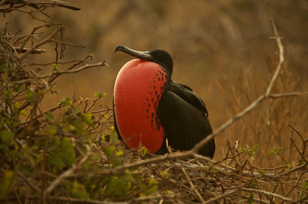 Best Wildlife Photography Destinations - Galapagos for birds and marine life