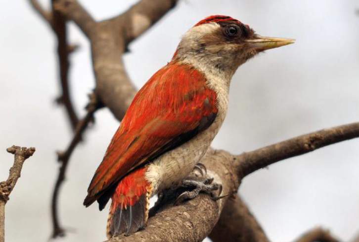 Male Scarlet-backed Woodpecker