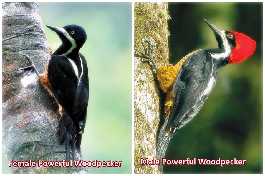 Male and Female Powerful Woodpecker