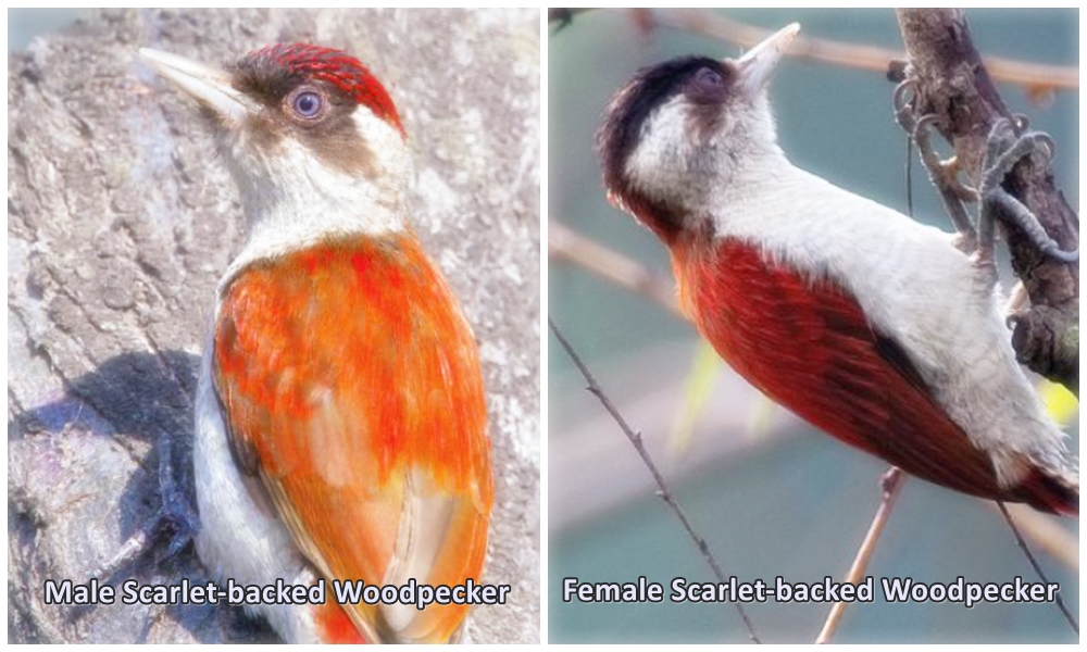 Male and Female Scarlet-backed Woodpecker