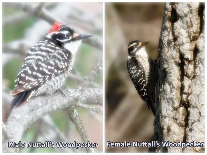 Nuttall’s Woodpecker Male and Female