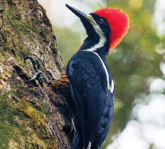 The Facts of Powerful Woodpecker