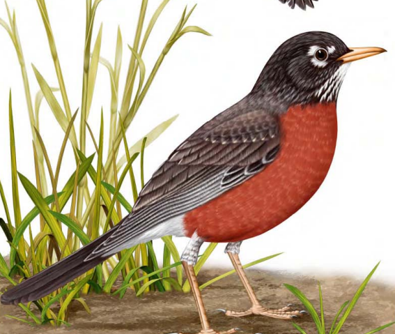 The song of American Robin is the most melodious melody in the world.