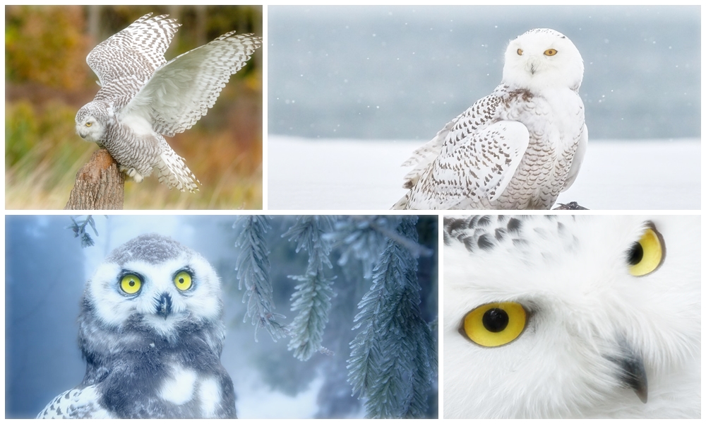 The Facts of Snowy Owl (Nyctea scandiaca) shows it is a massive bird that measures between 54-70 cm long and wing span of 143 to the size of 167 centimeters.