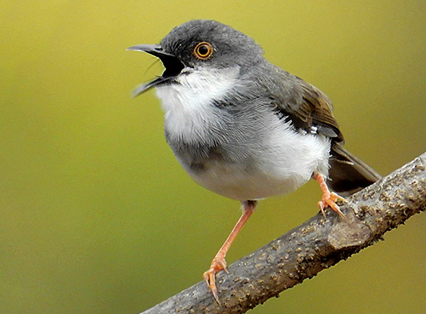 The grey-breasted Prinia or Franklin's Prinia (Prinia hodgsonii) is a small size bird about 11-12cm in length.