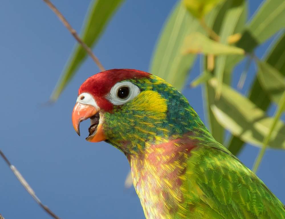 Sometimes Varied Lorikeet chases one another from the preferred tree, bowing and hissing in threat. Photo Credit -