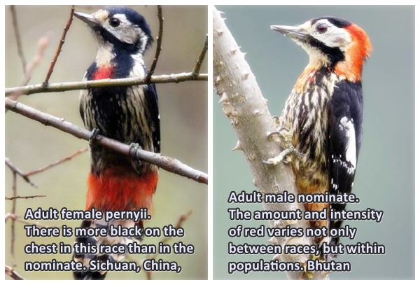 Crimson-breasted Woodpecker