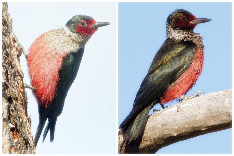 Unlike other woodpeckers, Lewis's Woodpecker prefers to remain silent. There are three to eight rough, muffled, harsh notes in the male territorial song. But it is short, rapidly repeated.