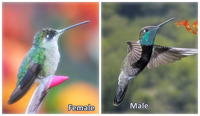 Rivoli's hummingbird  Male and female