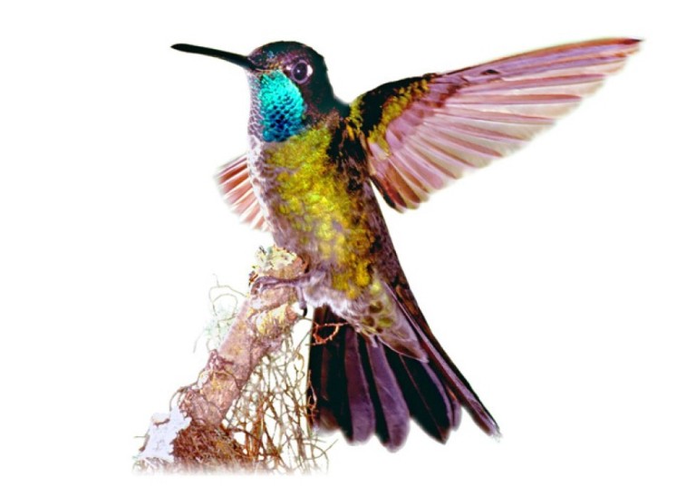 This species was formerly known as Rivoli's Hummingbird after François Victor Masséna, the second Duke of Rivoli, who was renowned ornithologist 19th century.