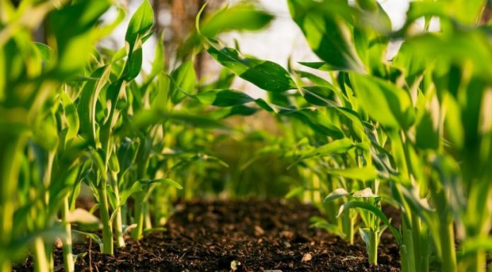 Interesting New Trends In The Agricultural Industry New Trends In The Agricultural Industry