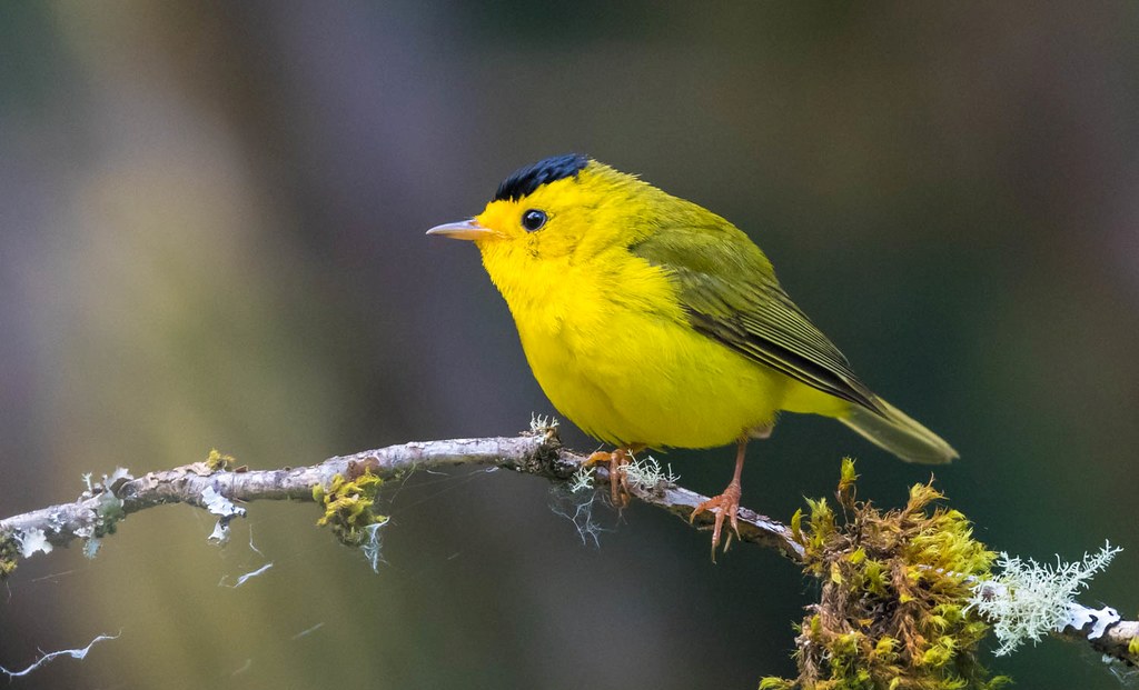 Wilson's warbler songs are made up of multiple loud descending notes that chatter together. 