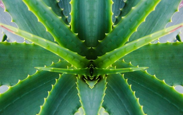 The Powerful Benefits of Aloe Vera for Skin Powerful Benefits of Aloe Vera for Skin