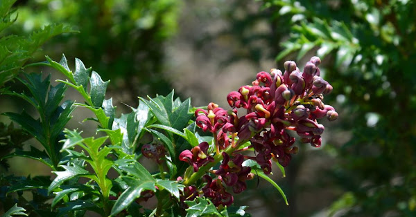 Lomatia tasmanica, which is commonly known as King's Holly, is an unusual plant.