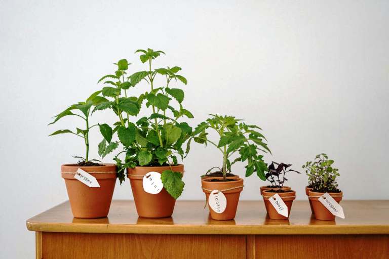 Types of Containers For Planning an Indoor Edible Garden