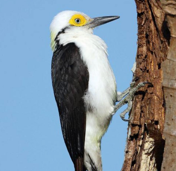 Adult male White Woodpecker. The males have a variable