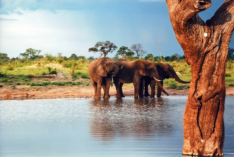 Best Safari Honeymoon Destinations For 2022 - African bush elephants in a waterhole of the park