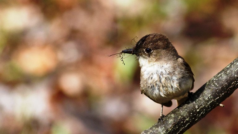 Eastern phoebe song is a raspy, two-part sound that gives them their name: "fee-bee."