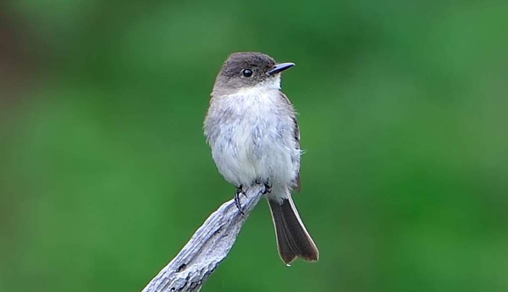 The bird song is also sung with a stutter or two between each syllable. During or after aggressive interactions, eastern phoebes are more likely to make their call.