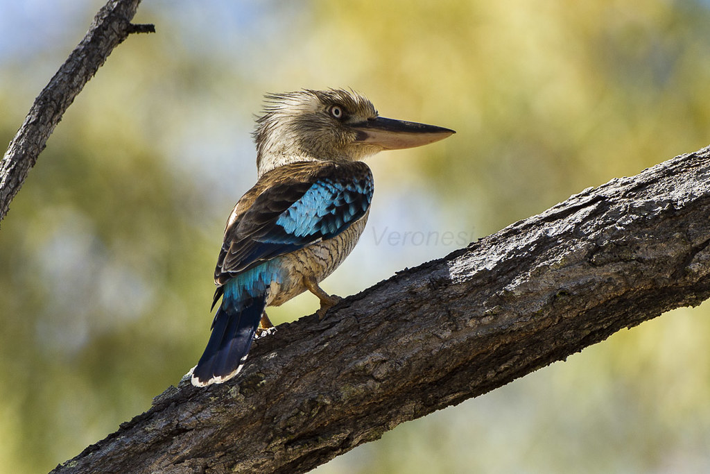 Blue-winged Kookaburra (Dacelo zeachii)