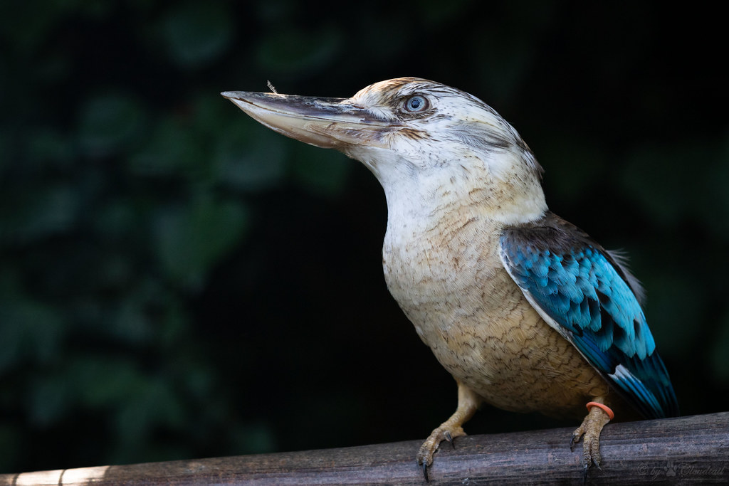 Blue-winged Kookaburra (Dacelo zeachii) - The biology and population of each species seem to be affected by this type of social behavior.