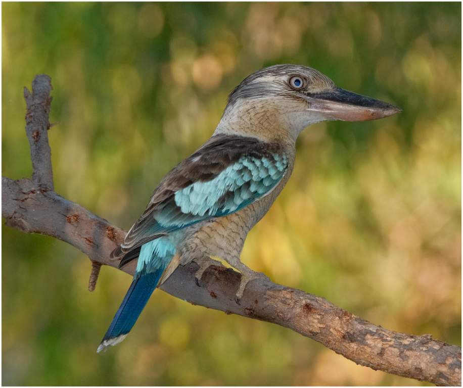 Blue-winged Kookaburra (Dacelo zeachii)