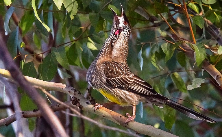 Red Wattlebird