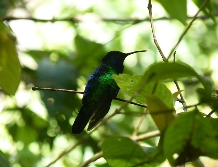 The shimmering, iridescent creature last appeared in 2010 in the Sierra Nevada de Santa Marta Mountains of Colombia, where it was discovered in 1946.