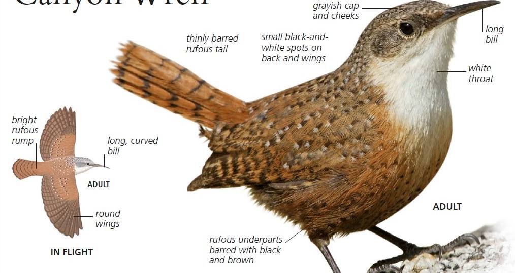 The canyon wren (Catherpes mexicanus) is a small North American songbird of the wren family Troglodytidae. 