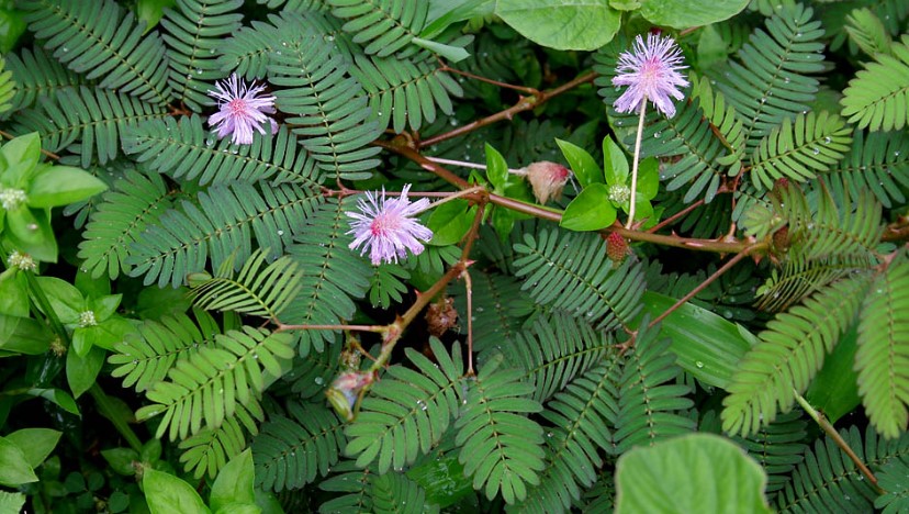 Plants such as Mimosa pudica are also called sensitive plants, sleepy plants, action plants, touch-me-nots, Shy Plants, and shameplant.