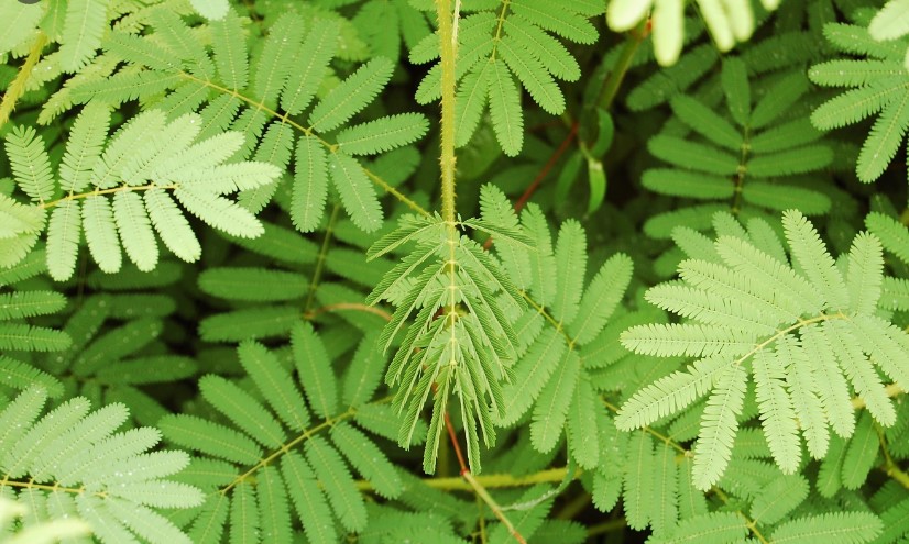 Mimosa pudica – The Shy Plants
