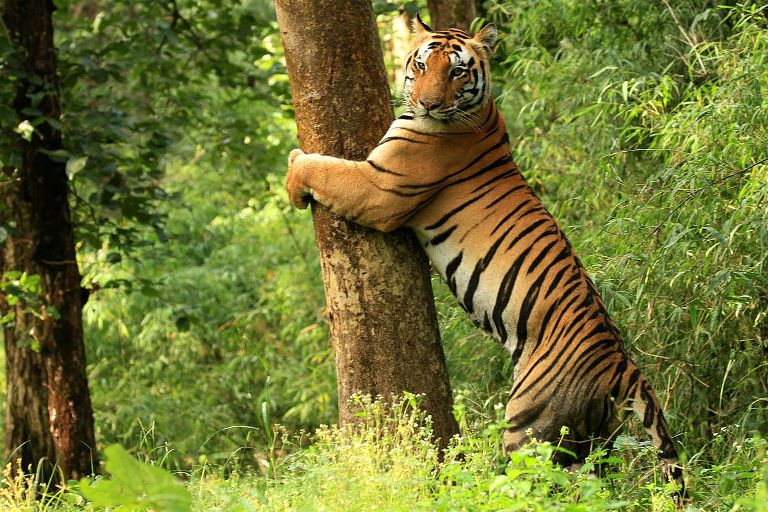 Best Family Holidays in Asia for Adventure Lovers - Tiger in Kanha Tiger Reserve