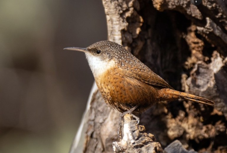 A canyon wren's habitat is similar to the rock wren's, especially steep rocky terrain, deep canyons, and woodpiles (sometimes including buildings, woodpiles, and rock fences).