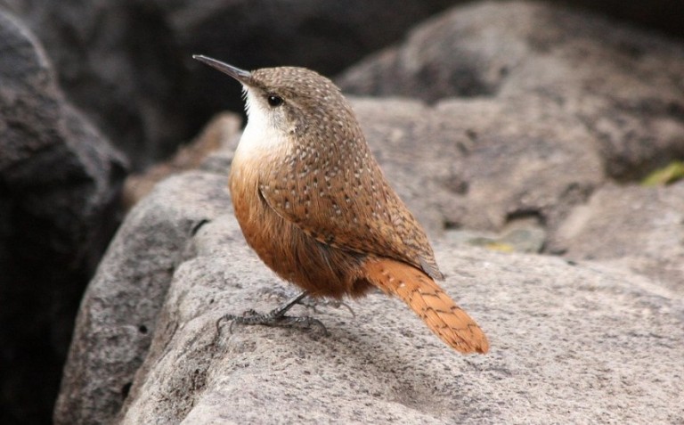 Canyon Wrens achieve this remarkable agility through their strong toes and claws, which enable them to grip even the tiniest depressions.