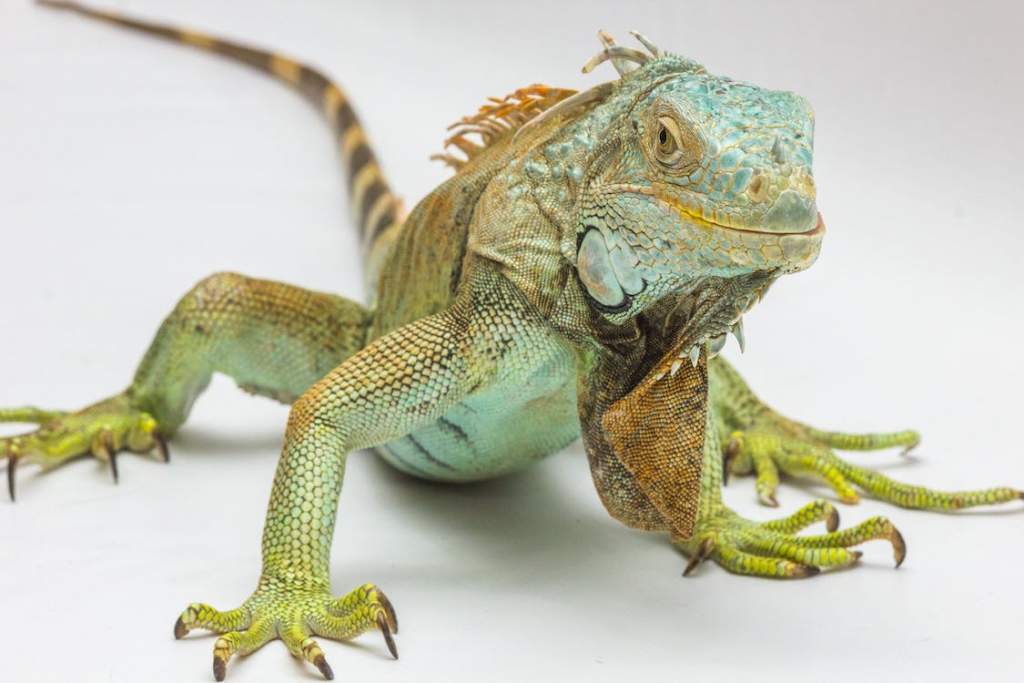 Are Iguanas Poisonous?