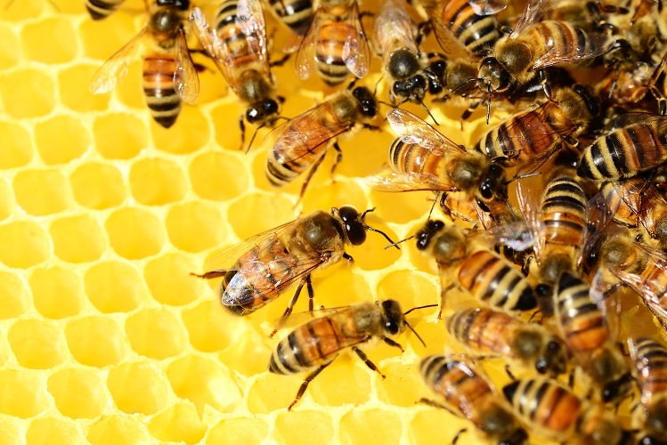 Honey would have been found in bees' nests high in the trees during early human hunter-gatherer lifestyles in which they hunted wild animals and harvested vegetables and fruits.